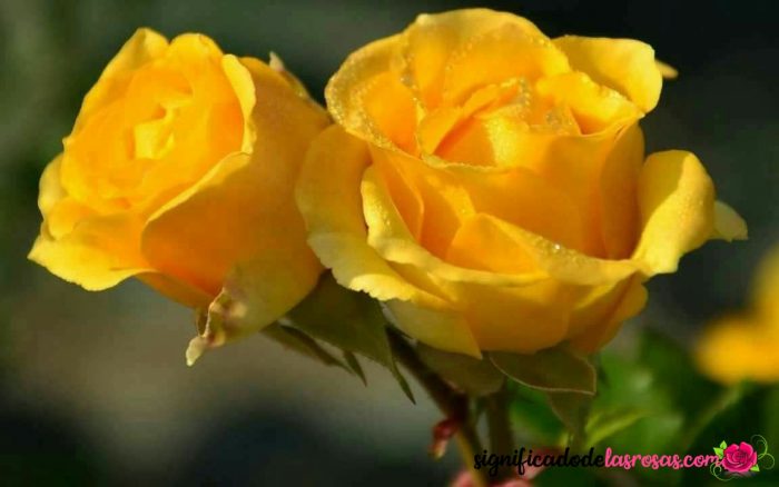 dos rosas amarillas