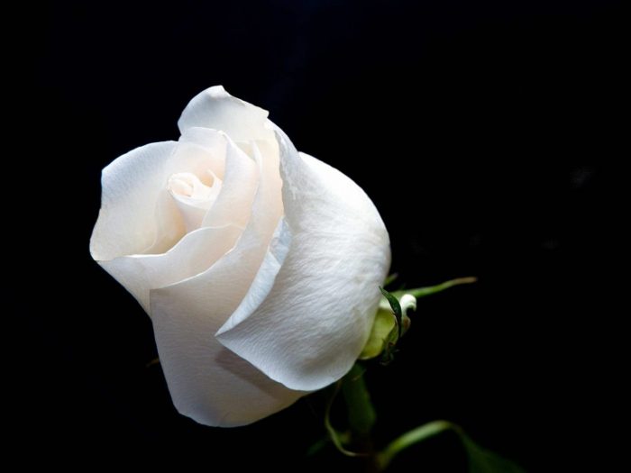 rosa blanca fondo oscuro