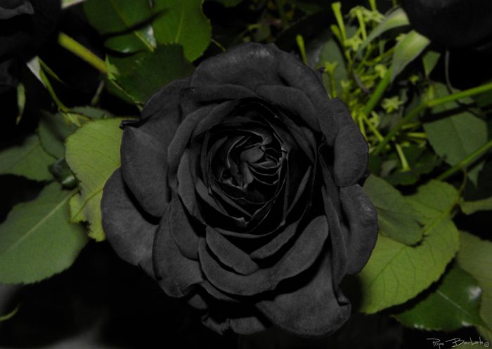 foto de rosa negra