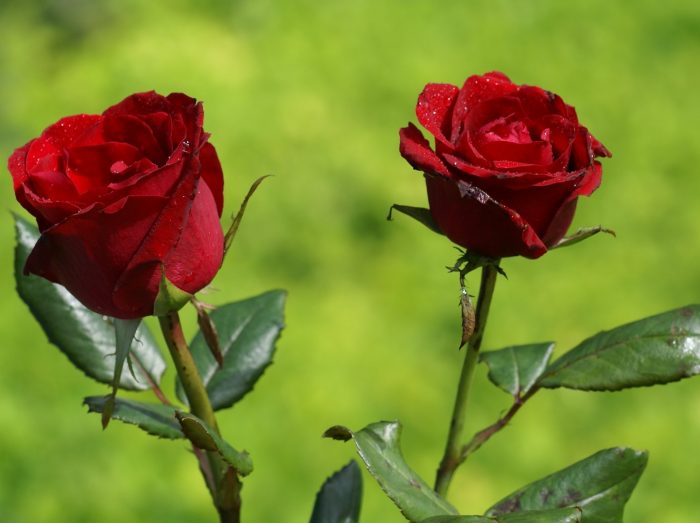 rosas rojas naturales