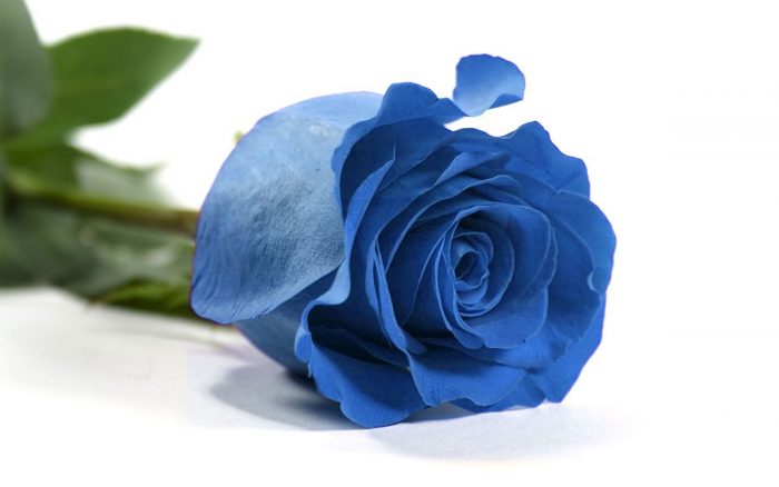 cual es el significado de las rosas azules