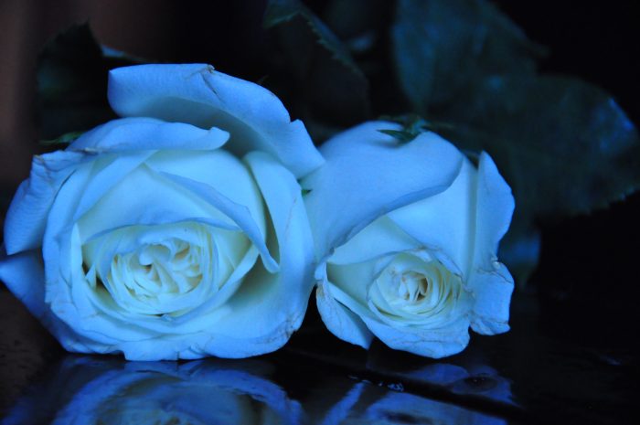 foto de rosas azules