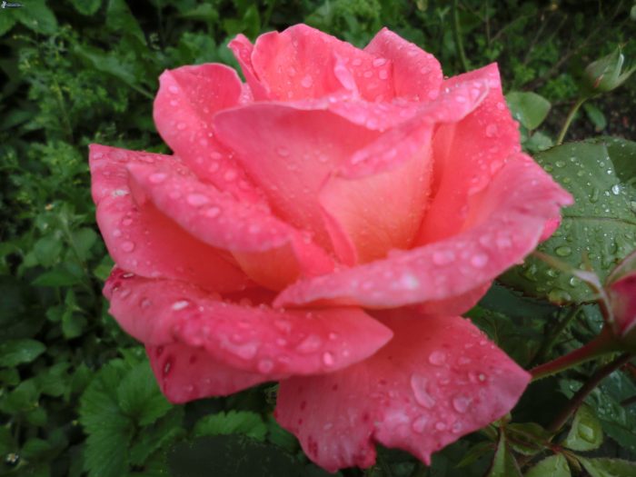 foto de rosa rosa