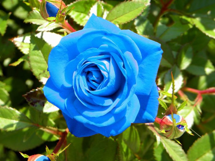 rosa azul celeste