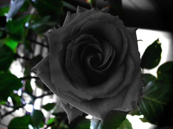 rosa negra natural