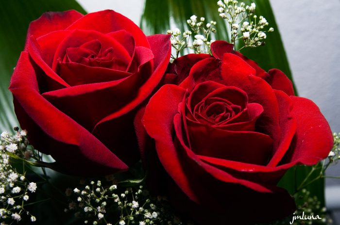 las rosas más hermosas del mundo
