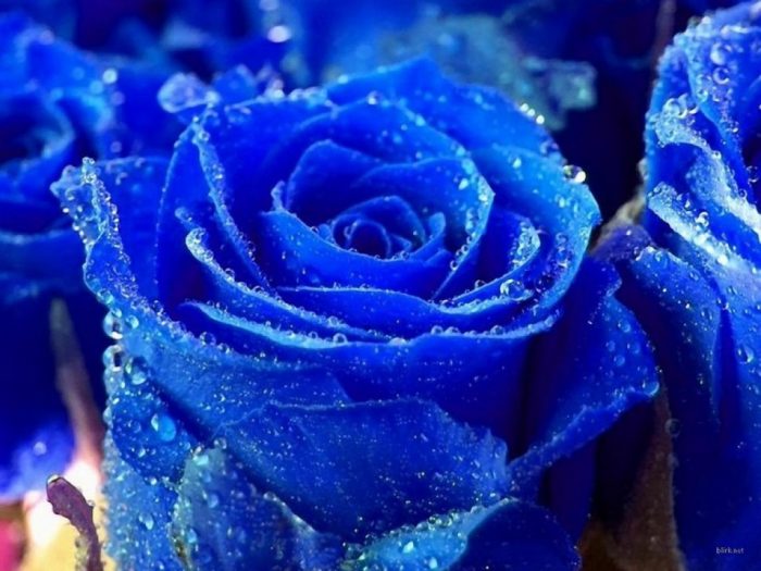 fotos de rosas azules