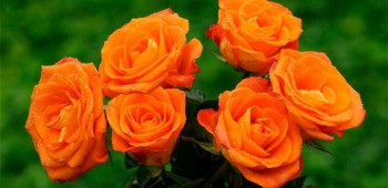 rosas de color anaranjado