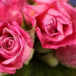 imagen de rosas fucsia