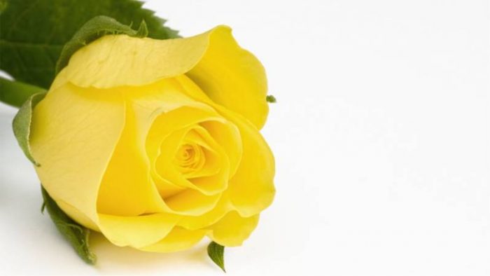 cual es el significado de las rosas amarillas