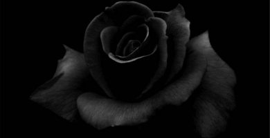 cual es el significado de las rosas negras