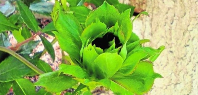 rosa de Portugal
